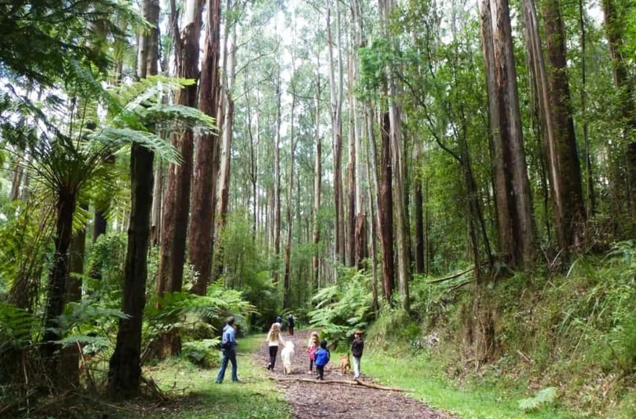 Ferny Hill Retreat, Emerald Victoria公寓 外观 照片